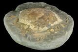 4.3" Fossil Crab (Trichopeltarion) Nodule (Pos/Neg) - New Zealand - #129398-2